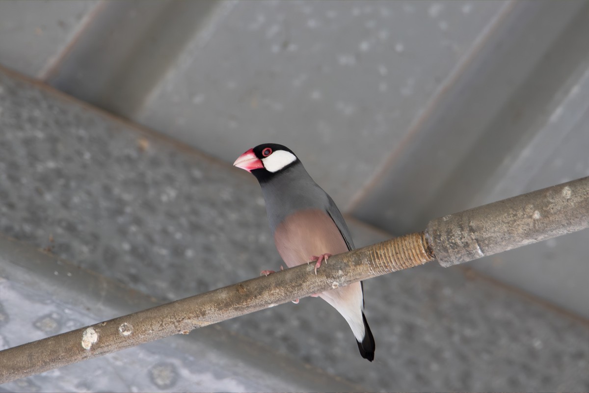 JAVA SPARROW